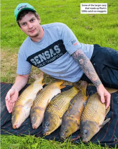  ??  ?? Some of the larger carp that made up Mark’s 120lb catch on maggots