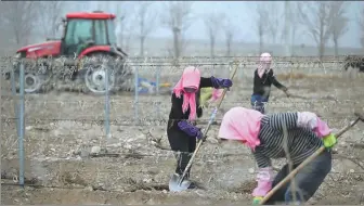  ?? WANG PENG / XINHUA ?? Workers prepare to tie vines for grapes in the spring at a plantation at the eastern foot of Helan Mountain in the Ningxia Hui autonomous region on March 16.