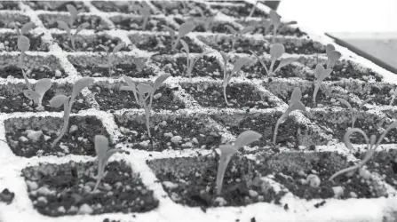  ?? LEE REICH VIA AP ?? After three or four weeks, these lettuce plants will fill their “cells” and be ready to transplant outdoors in the garden.