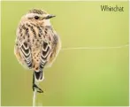  ??  ?? Whinchat