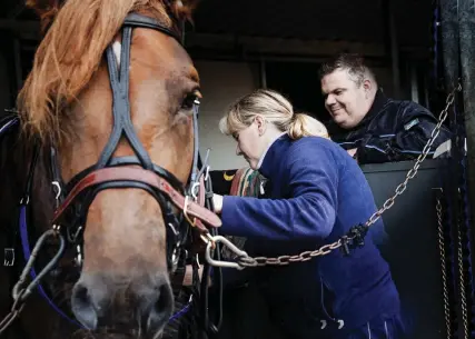  ??  ?? Minutiösa förberedel­ser. Mirka Lehtinen och Mika Mäkelä pysslar om hingsten Caijus efter träningen på travbanan. Med kort tid kvar till det prestigefy­llda loppet i Kungstrave­t gäller det att hålla hingstens humör på jämn nivå och musklerna i gott skick. Efter träningen vankas morötter, dusch och massage.