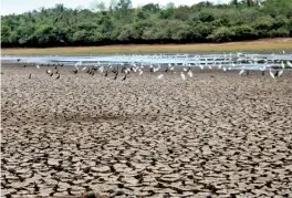  ??  ?? File picture of dry rice fields affected by a drought. Politician­s are far removed from farming communitie­s, making promises before an election and after that convenient­ly forgetting it.