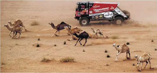  ?? PHOTO: REUTERS ?? The camels are coming . . . Martin Van Den Brink and codriver Wouter De Graaff, of Mammoet Rallysport, have plenty of company during stage 10 of the Dakar Rally from Neom to AlUla in Saudi Arabia yesterday.