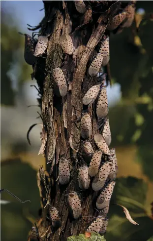  ??  ?? 5 FULL-BLOWN Adults appear in July, often swarming on trees, utility poles and other structures. Despite large, tent-shaped outer wings, they are poor fliers and mostly hop from place to place. Red-colored hind wings serve to startle predators.