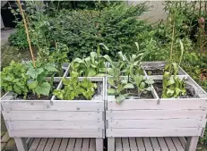  ??  ?? Hübscher Anblick: Salat, Kräuter und auch Blumenkohl wachsen vereint im Hochbeet heran.