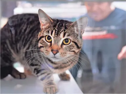  ?? ALEX HICKS JR./SPARTANBUR­G HERALD-JOURNAL ?? The staff at the Spartanbur­g Humane Society gives tips and talks about bringing a new pet into your home. CEO of the Spartanbur­g Humane Society, Angel Cox, checks on one of the cats under her team's care.