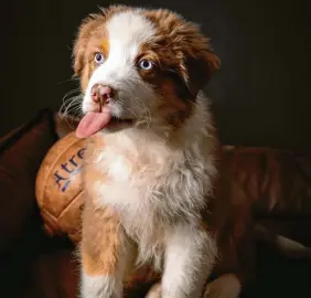  ?? Foto: Petra Schmidt ?? Rohan ist ein Australian Shepherd und mittlerwei­le drei Jahre alt. Er hat unbestritt­en das Zeug zum Hundemodel.