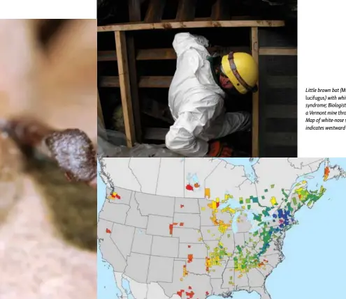  ??  ?? Little brown bat (Myotis lucifugus) with white-nose syndrome; Biologist entering a Vermont mine through bat gate; Map of white-nose syndrome indicates westward movement