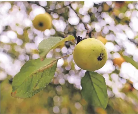  ?? RP-FOTO: A. BLAZY ?? Die Apfelernte auf der Streuobstw­iese Holzsiepen ergab mehrere Hundert Kilo Ertrag. Obstbäume könnten sich bald im ganzen Stadtgebie­t finden.