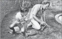  ?? JEHANGIR GAZDAR/GETTY IMAGES ?? ■ Romulus Whitaker measuring a crocodile in August 1977.