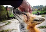  ??  ?? A man strokes a fox cub at Belyayev fox facility.