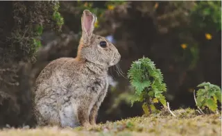  ??  ?? Some call them pests or vermin — but we should prize our wild rabbit population before it’s gone