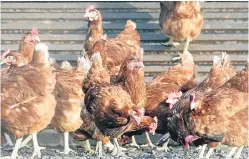  ?? Picture: PA. ?? Poultry producers will be among those affected when the Red Tractor assurance scheme raises its farm standards.