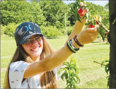  ?? (NWA Democrat-Gazette/Randy Moll) ?? Brenna Bintner, 15, picks some red haven peaches at Taylor’s Orchard on June 6. She was accompanie­d by Emilya Edwards, 12, in the Gentry peach orchard.