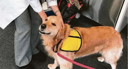  ?? Meghan Davis / John Hopkins University via Associated Press ?? Therapy dog Winnie makes the rounds at Johns Hopkins University in Baltimore. Casey Barton Behravesh of the Centers for Disease Control and Prevention notes that while interactio­ns with pets and therapy animals can be beneficial, they can carry risk.