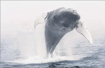  ?? PHOTO BY PENNY GRAHAM ?? The eighth annual whale festival Sunday at Cape Spear Lighthouse National Historic Site and the Petty Harbour Mini Aquarium includes whale watching and other whale-themed activities.