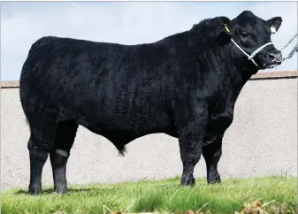  ?? Ref:RH16092201­9 ?? LOGIE PRESIDENT is lot 15 in the catalogue for this month’s bull sales at Stirling
