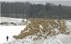  ?? Foto: Josef Abt ?? Die Schafherde der Familie Hartl zog über den Hügel von Rehling Richtung Gebenho‰ fen und dann weiter zum heimatlich­en Stall nach Mühlhausen. Rund 600 Tiere waren bei der Winterwand­erung dabei.