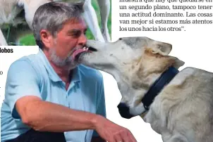  ?? AFP ?? Un ejecutivo dijo que al estar con lobos volvió a afinar sus sentidos. Dentro de su territorio, al lobo le da igual si eres ejecutivo, millonario o conserje.