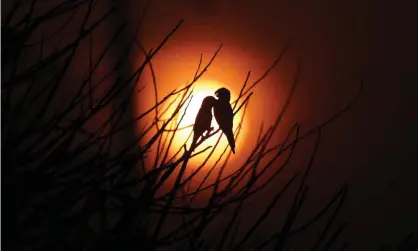  ??  ?? Birds at sunrise amid smoke from a burning tract of Amazon jungle being cleared by loggers and farmers near Porto Velho, Brazil. Photograph: Ricardo Moraes/Reuters