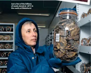  ??  ?? Just a few of the billions of seeds stored at -20°C in the vaults at Wakehurst