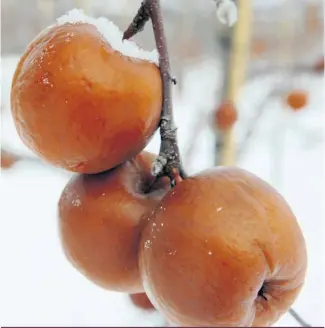  ??  ?? Alors que les ventes globales de cidre ont augmenté, celles du cidre de glace ont diminué de moitié à la Société des alcools du Québec entre 2010 et 2016.