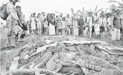  ?? — Gambar Reuters ?? KEJAM: Penduduk tempatan mengerumun­i bangkai ratusan buaya yang dibunuh mereka di sebuah ladang ternakan di daerah Song, Papuua Barat Sabtu lalu dalam gambar serahan Antara Foto kelmarin.