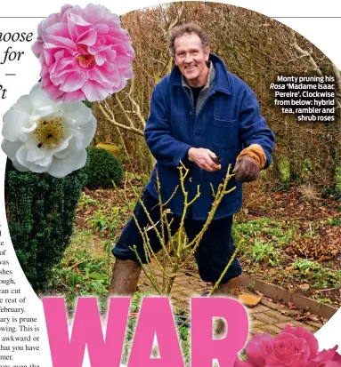  ?? ?? Monty pruning his Rosa ‘Madame Isaac Pereire’. Clockwise from below: hybrid tea, rambler and shrub roses