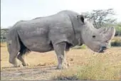  ?? REUTERS FILE ?? Sudan the rhino at the Ol Pejeta Conservanc­y in Laikipia, Kenya on June 18, 2017.