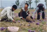  ?? — H. U. Naqash ?? Saffron growers in Kashmir.