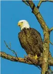  ?? Kathy Adams Clark / KAC Production­s ?? Houston Audubon Society seeks your nomination for the “Bird of Houston.” Should it be the bald eagle in honor of the Apollo 11 moon landing?