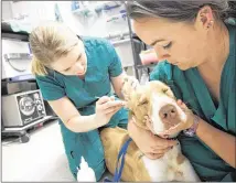  ?? AUSTIN COMMUNITY COLLEGE ?? Austin Community College students Chelsea Turner and Shelby Tackett work with a dog at the Bastrop County Animal Shelter, which partners with ACC’s veterinary tech program.