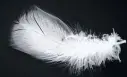  ??  ?? SIGN OF COWARDICE
White feather