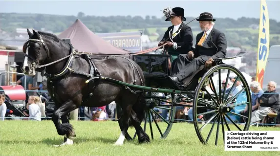  ?? Athwenna Irons ?? > Carriage driving and (below) cattle being shown at the 123rd Holsworthy & Stratton Show