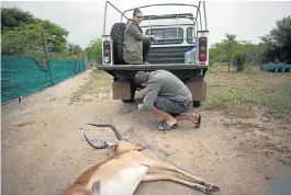  ??  ?? TASTY BAIT: David Marneweck, co-ordinator of the National Wild Dog Metapopula­tion Project, with an impala carcass intended to lure the wild dogs closer for darting and transporta­tion