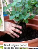  ?? ?? Don’t let your potted roses dry out