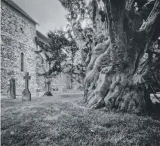  ??  ?? Dean Sephton – Sullington Church Yew