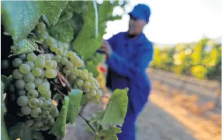  ?? /Reuters ?? Fruit of the vine: The government’s change of mind on allowing wine exports has brought some relief to producers, who are expecting a bumper wine-grape crop this season, but local sales remain banned.