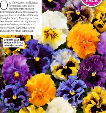  ?? ?? Brighten your winter with these colourful pansies