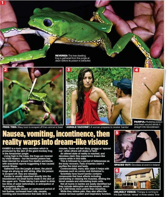  ??  ?? FROG TIED: Waxy toxin is scraped off then animal is freed ‘JUNGLE VACCINE’: A woman prepares to receive ‘kambo’
PAINFUL: Rubbing poison onto fresh wound sends it straight into bloodstrea­m UNLIKELY VENUE: Therapy is coming to this East Kilbride ‘retreat’ in three weeks’ time SPACED OUT: Devotees at event in Ireland
REVERED: The tree-dwelling frog is gathered from the jungle at dawn before its poison is extracted