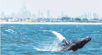  ?? ?? Buckelwale zählen auch zu den Sehenswürd­igkeiten New Yorks. Die Tiere kommen immer näher an die Küste.