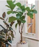  ??  ?? Give fiddle-leaf figs good light and avoid overwateri­ng