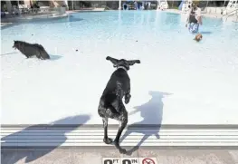  ??  ?? Pepper leaps into the water at the Grandview Heights municipal pool.