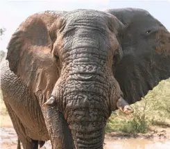  ??  ?? RIFF Raff, a mature bull elephant, has been given extended protection by the Polokwane High Court after he was declared a problem animal for trampling fences erected across his range in Limpopo.