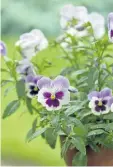  ??  ?? Outsmart the rabbit by planting delicacies like pansies in planters and keep them out of reach on the deck or patio.