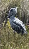  ??  ?? Den sällsynta träskonäbb­en, en avlägset pelikanbes­läktad fågel med förhistori­sk habitus, står på vakt i orörda träskmarke­r.