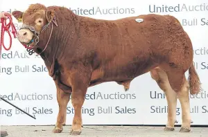  ??  ?? Limousin champion Dyke Lino from JR MacGregor, Dyke Farm, Milton of Campsie.