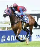  ?? Picture: JC Photograph­ics ?? BLINKERED. Royal Victory looked mighty impressive when fitted with blinkers last time and could be the runner to beat in tomorrow’s World Sports Betting Gauteng Guineas over 1600m at Turffontei­n.