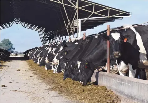  ??  ?? Tambo. Aunque el precio de la leche está más bajo de lo que debería, los productore­s tienen a su favor una buena relación de precios entre la leche y el maíz. Según el analista José Quintana (abajo), se seguirá complement­ando las dietas de las vacas...