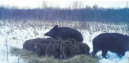  ?? RYAN BROOK UNIVERSITY OF SASKATCHEW­AN VIA THE CANADIAN PRESS ?? The animals found in Alberta’s Elk Island National Park are a hybrid of domestic pigs and European wild boar and can reach well over 150 kilograms.